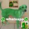 perrito_whatsapp34