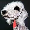 msdog