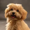 rocky_maltipoo