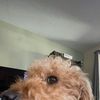 brendandickerson_