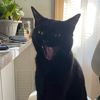 midnightpurrfection