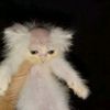 huachicoll