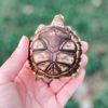Pasang Sulcata Lamphun