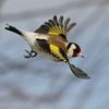 mounirdifallah883
