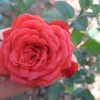 user11436919260242