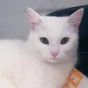 susanstange