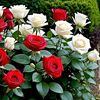 user2116197019053
