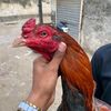 abdullah.g2110