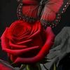 user3703703331304