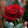 user4432421887654