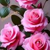 user7859100661122
