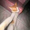 azmi_nny