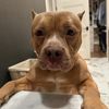 rosie.the.rescue3