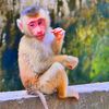 Baby Monkey TikTok