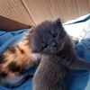 mollybububibu