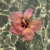 hannahamara124_