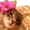 roba_raiba