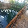 dostonbek_765