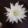 susannaspezzani0