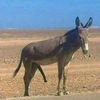 زب حمار