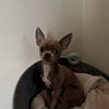 babeedog