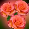 anna.babiak3
