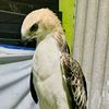 jegger_falconry