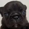 sara_pidilly