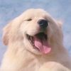amorporlosanimales27