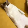 lrejjr_4