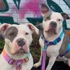 buns_n_bulls