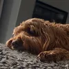 archieb031