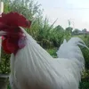 thuvuimoingoai..0