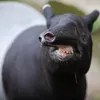 tapir.sexy