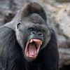 gorilla6736