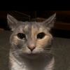 cat.de.broom