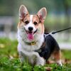 rokuthecorgi