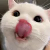 phamphukhaii