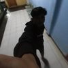 dvaaxz