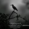 allahditta.khalid