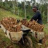 wahyu.irawan279
