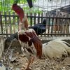 girigisik_rooster_farm