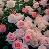 sana.shiraz1