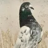 shamraiz881