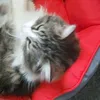 kitty_lover49