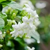 jasmine19872uu