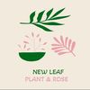 plant.rose7