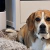 amy.the.dog6