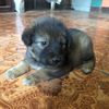 chicho4503
