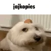 jajkopiesjestmasywny